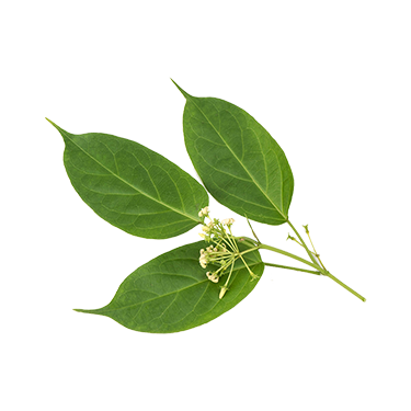 Gymnema Sylvestris