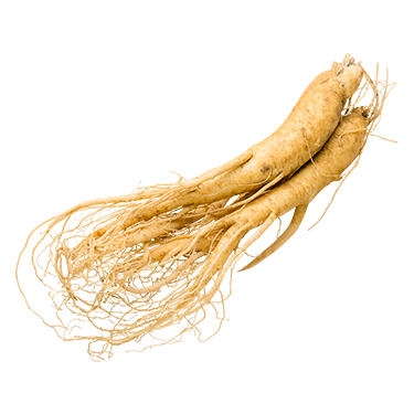 Eleuthero root
